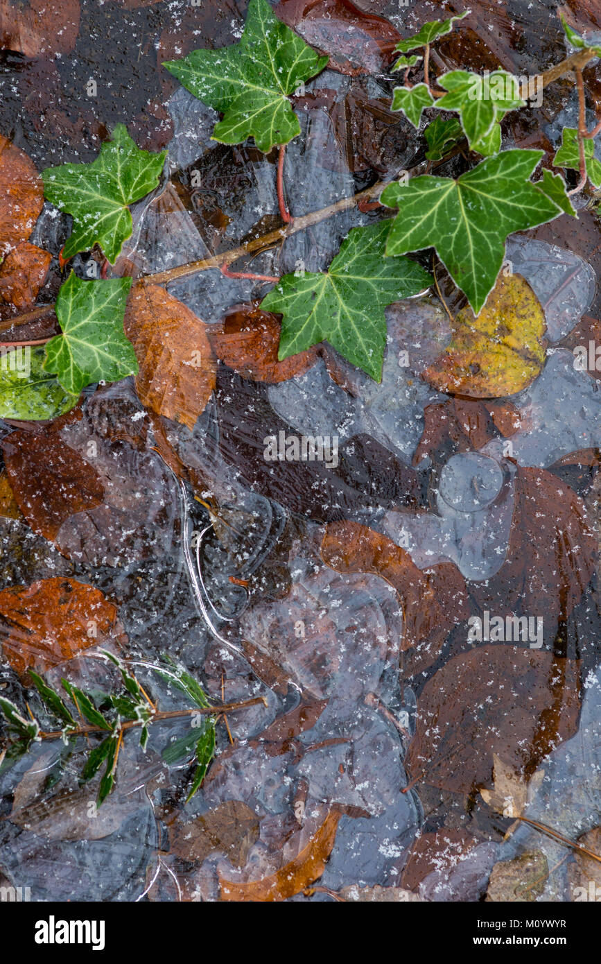 Congelati e gelido foglie su un freddo inverno mattina Foto Stock