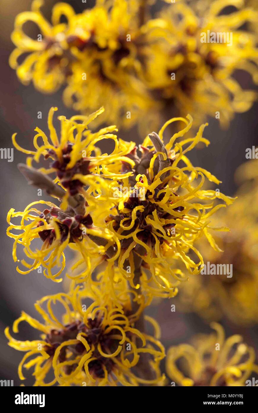 Hamamelis mollis "Pallida' - Zaubernuss Foto Stock