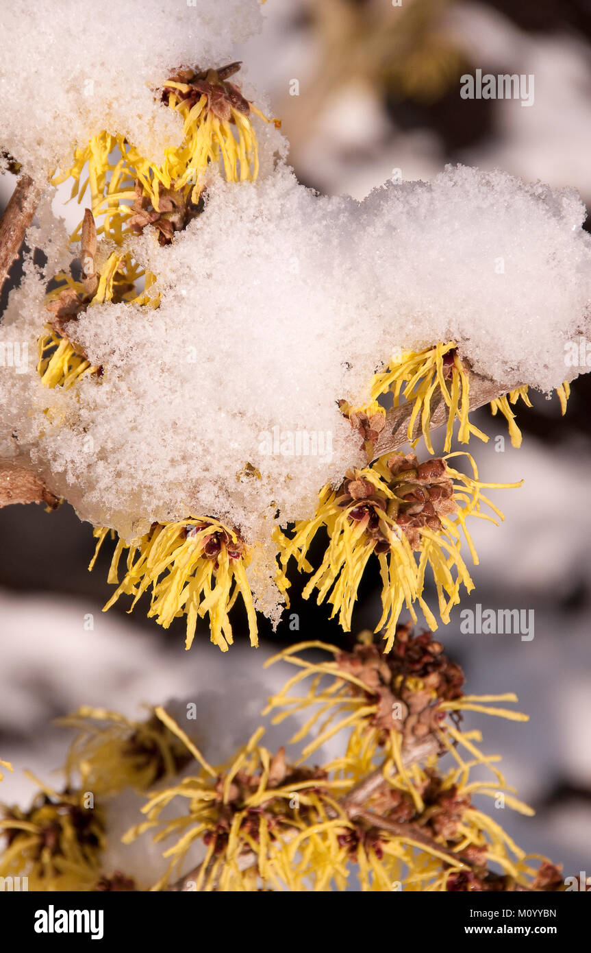 Hamamelis mollis "Pallida' - Zaubernuss Foto Stock