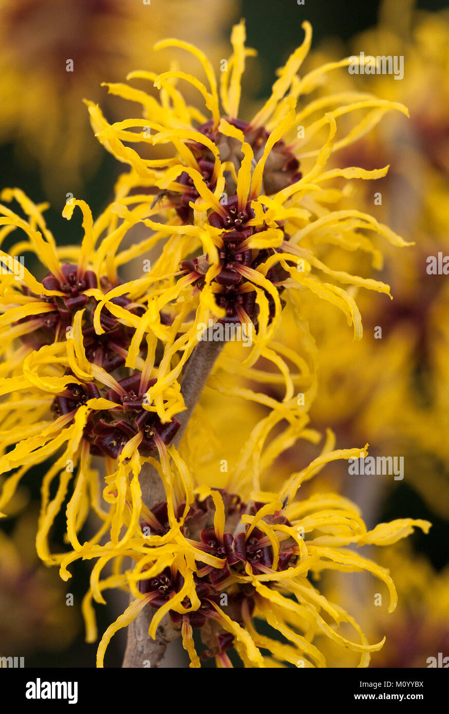Hamamelis mollis "Pallida' - Zaubernuss Foto Stock