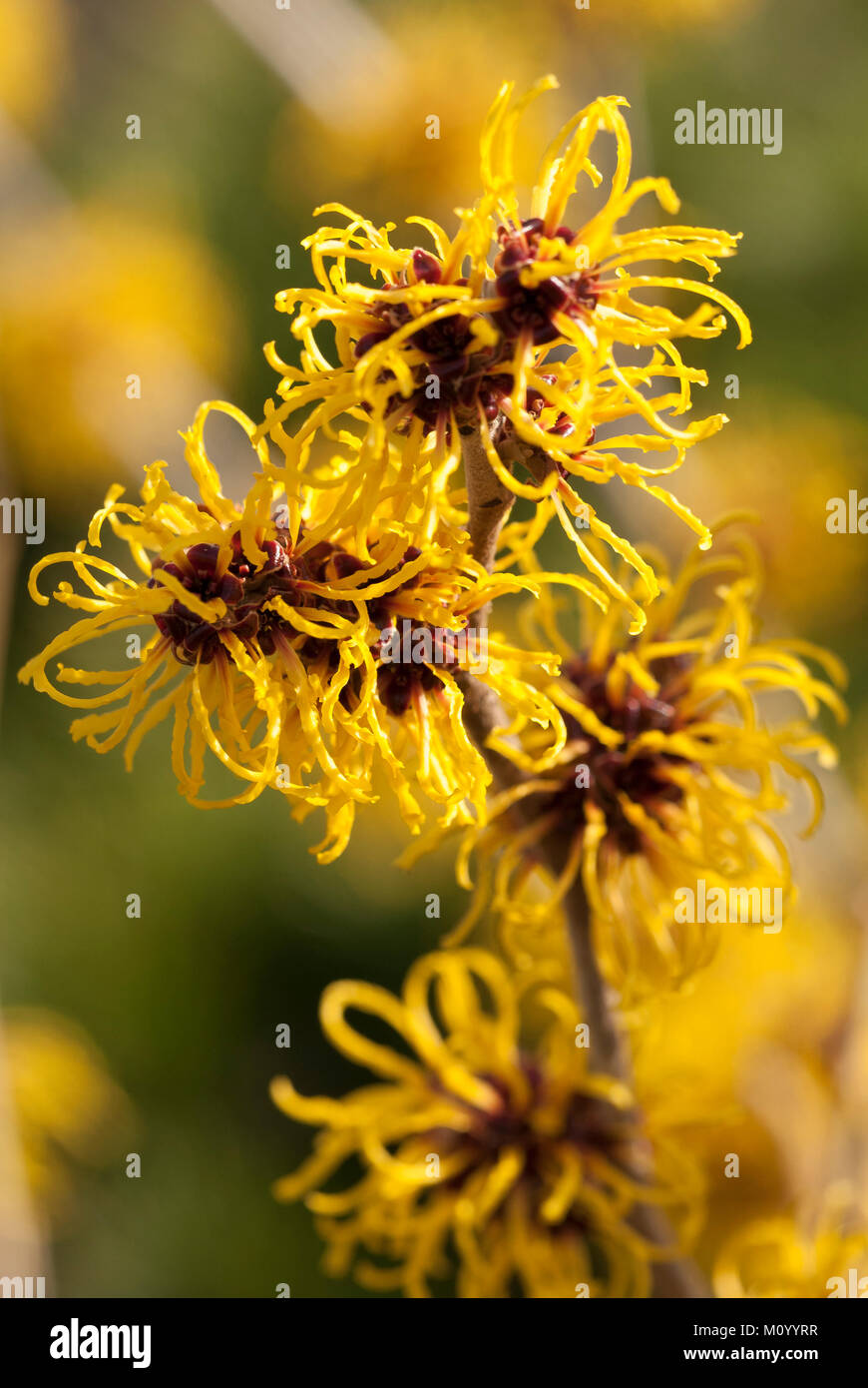 Hamamelis mollis "Pallida' - Zaubernuss Foto Stock