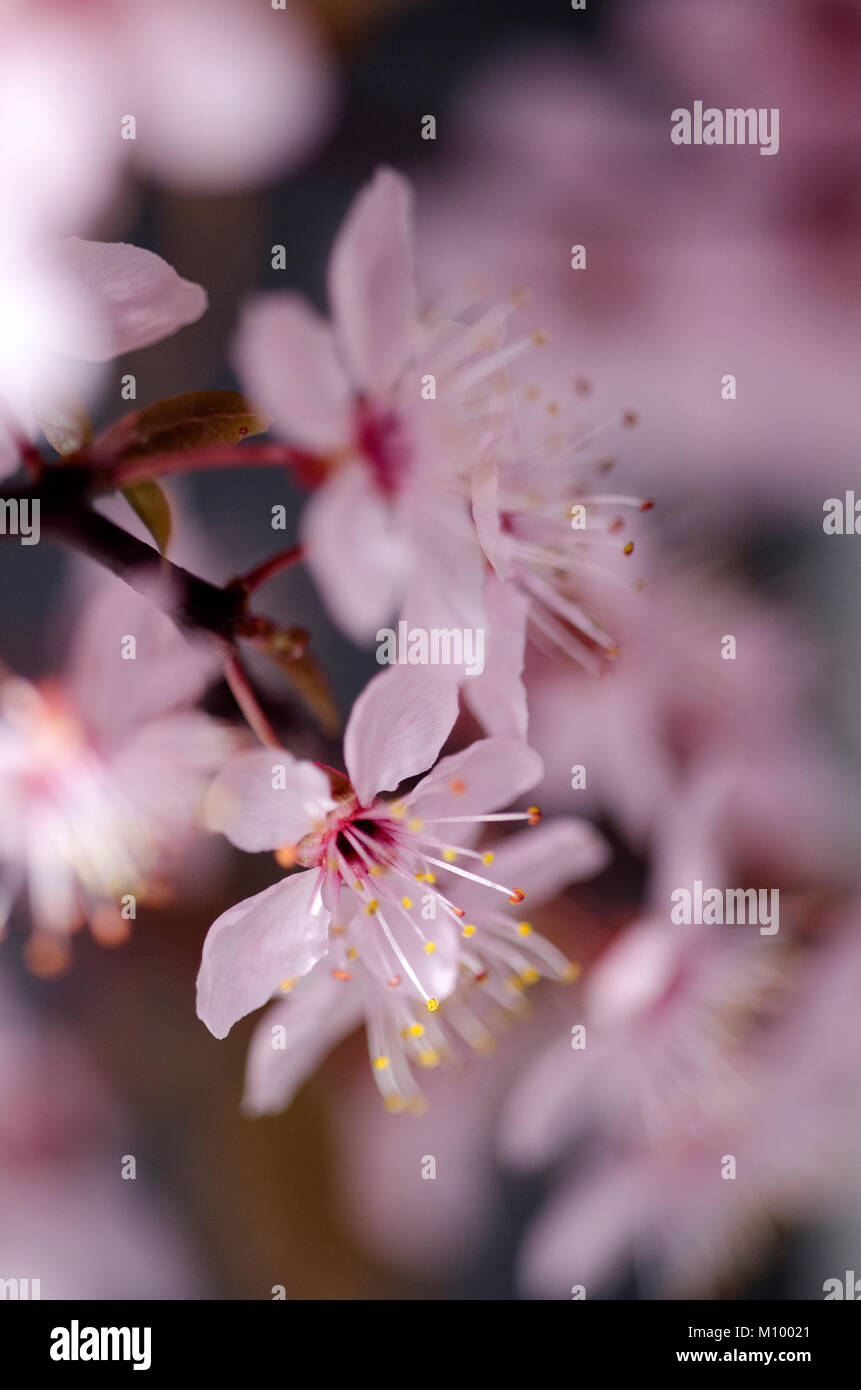 Prunus cerasifera 'Nigra' - Blutpflaume - Black cherry plum Foto Stock