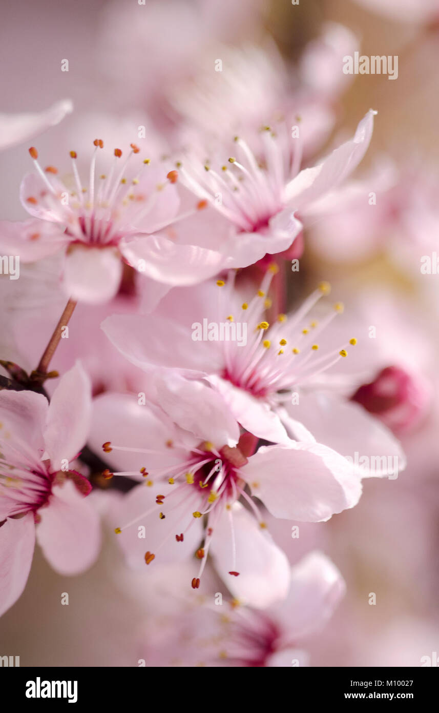 Prunus cerasifera 'Nigra' - Blutpflaume - Black cherry plum Foto Stock