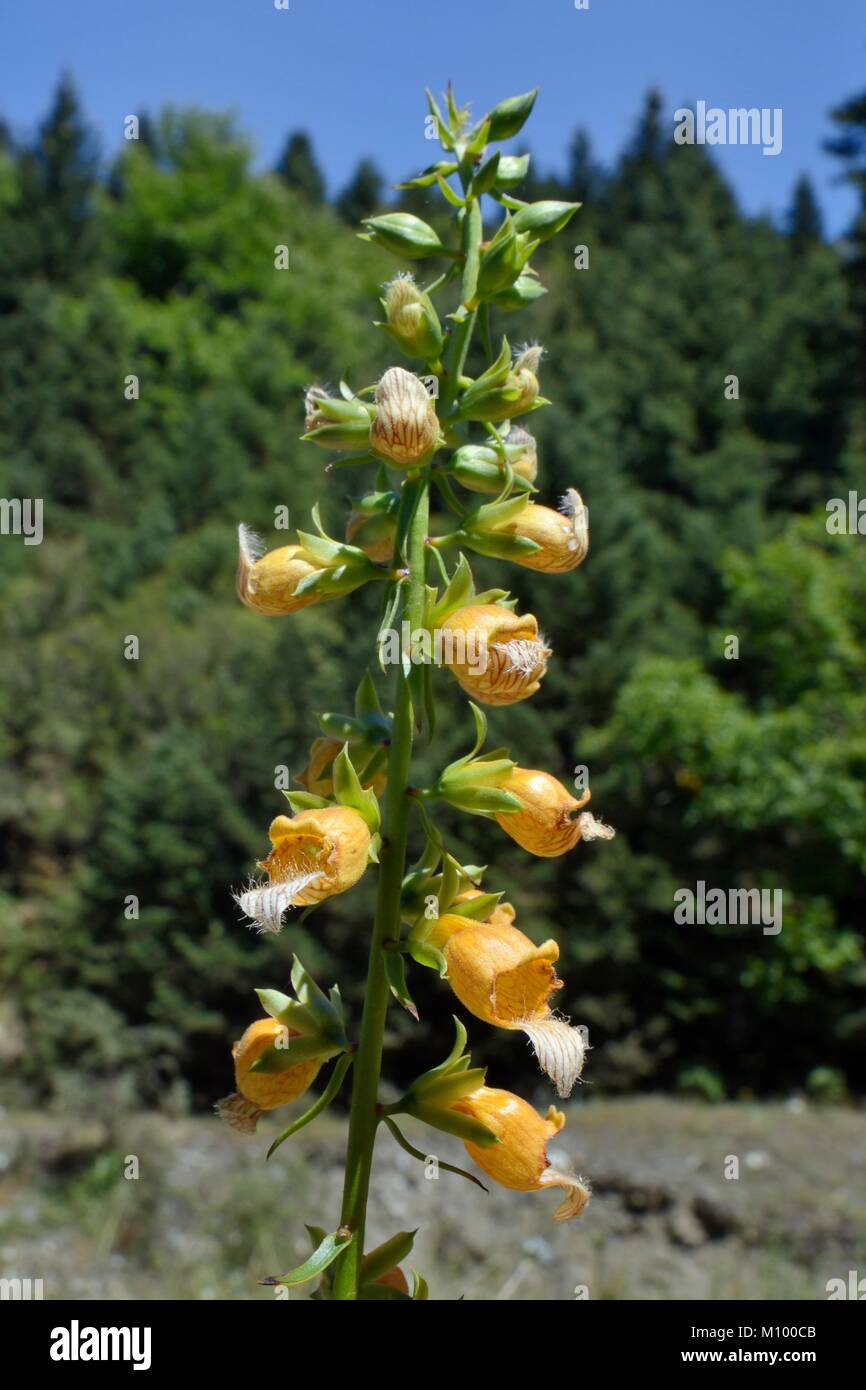 Grecian foxglove / Giraffe foxglove / Liscia foxglove (Digitalis laevigata graeca) fioritura spike su boschi di montagna edge, Kosmas, Arcadia, Grecia. Foto Stock