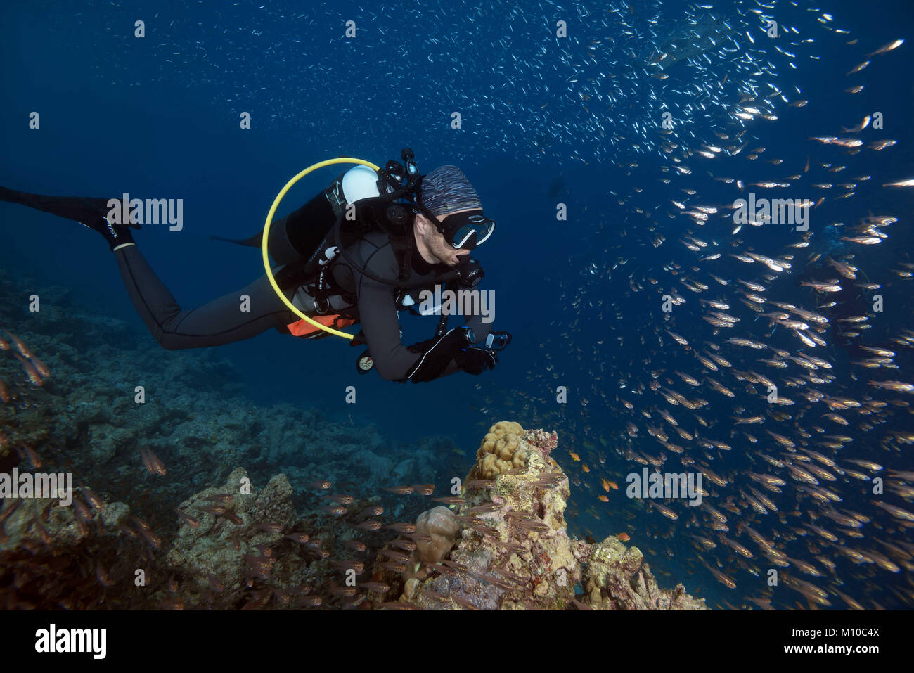 Oceano Indiano, Maldive. 5 Sep, 2017. Maschio di sub e scuola di pesce di vetro - Spazzatrice Pigmea Credito: Andrey Nekrasov/ZUMA filo/ZUMAPRESS.com/Alamy Live News Foto Stock