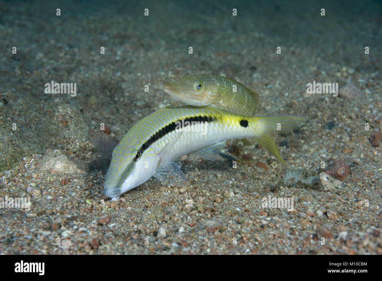 Mar Rosso, Dahab, Egitto. 8 Novembre, 2017. Il sigaro Wrasse (Cheilio inermis) e Mar Rosso goatfish (Parupeneus forsskali) su fondo sabbioso Credito: Andrey Nekrasov/ZUMA filo/ZUMAPRESS.com/Alamy Live News Foto Stock