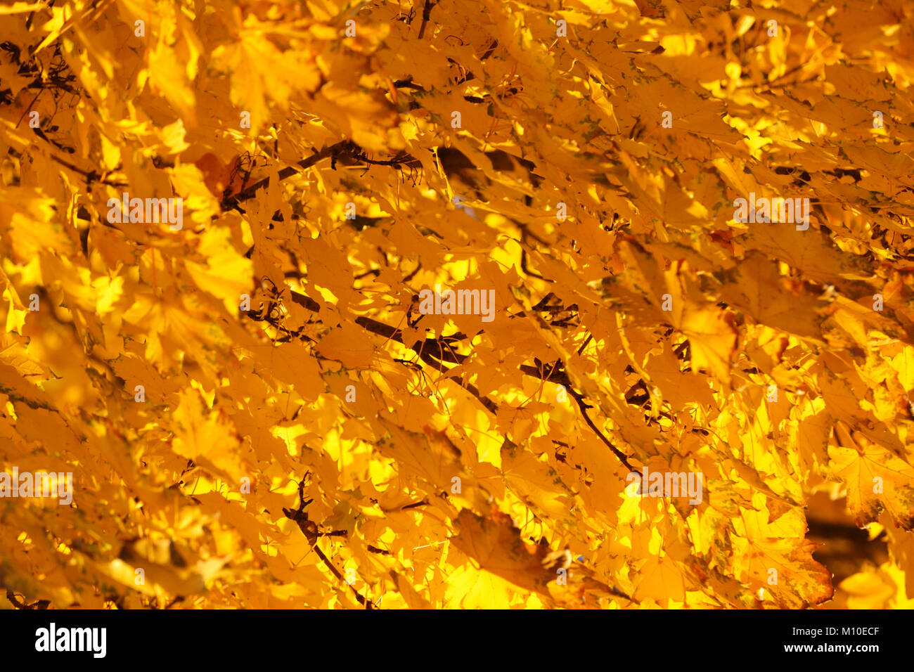 Fogliame di autunno dorato di foglie di acero in Mississauga, Ontario, Canada Foto Stock