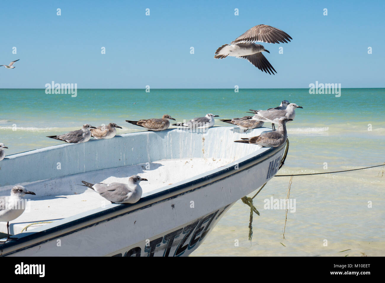 Gabbiani su una barca, Isla Holbox spiaggia principale, Messico Foto Stock