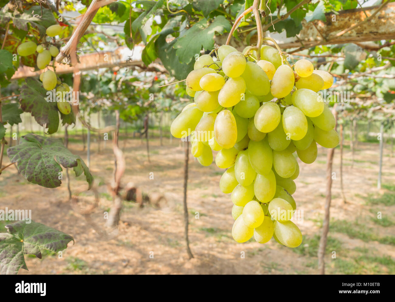 Uva Verde Uva In Giardino O Una Vigna Uva Verde Con Foglia Verde Uva Verde Vigneto