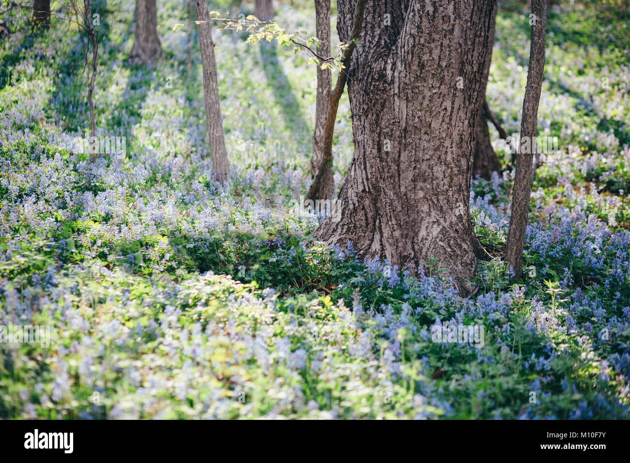 Bellissimi fiori viola nella foresta sping Foto Stock