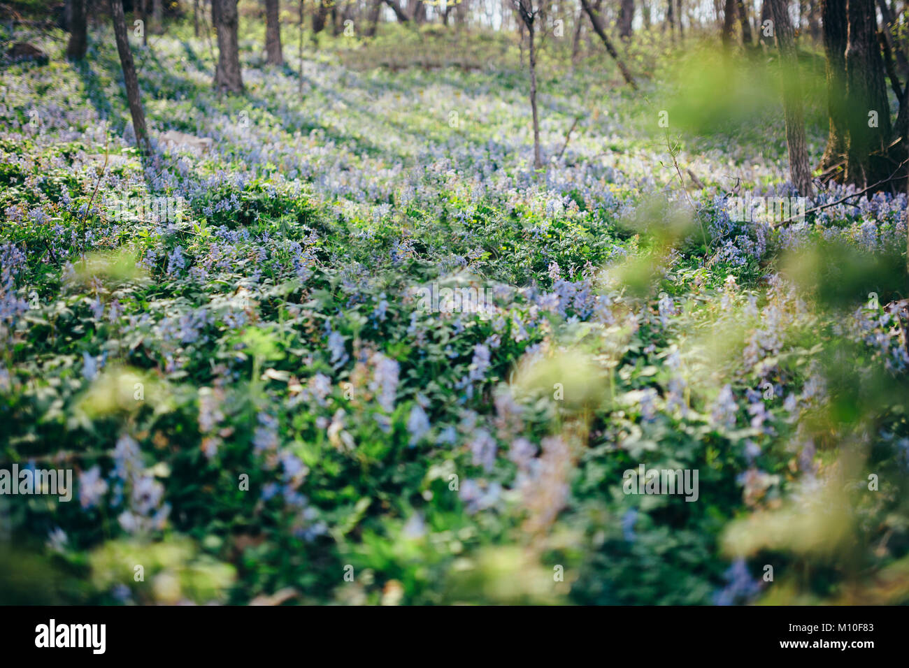 Bellissimi fiori viola nella foresta sping Foto Stock