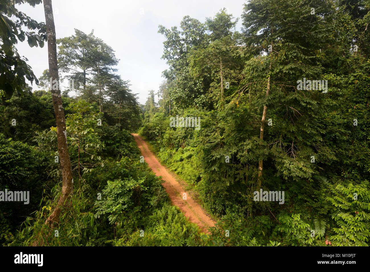 Rosso sporco via attraverso la foresta pluviale primaria, Tabin riserva faunistica, Sabah Borneo, Malaysia Foto Stock