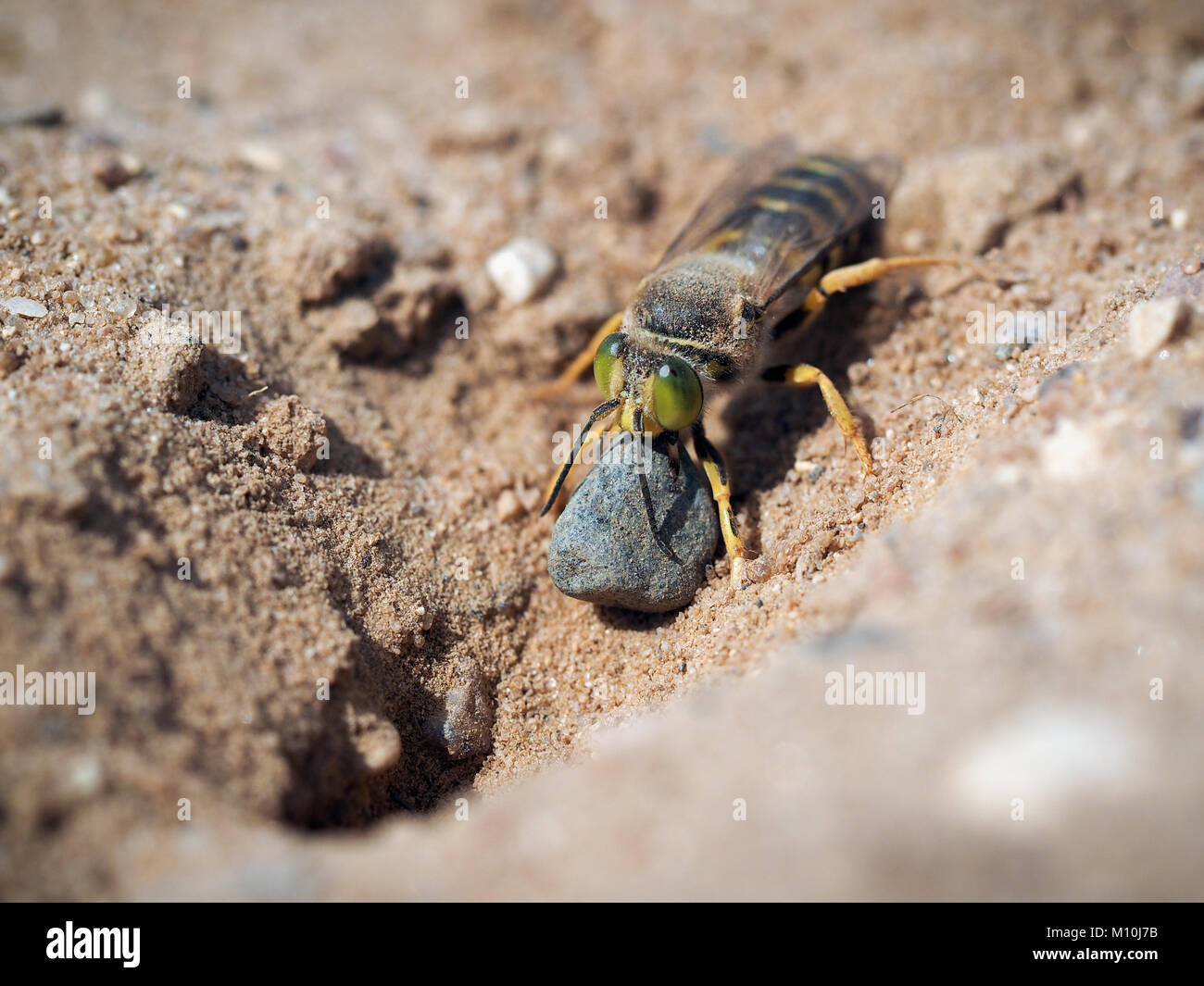 Bembix rostrata è di scavare un buco nella sabbia. Sabbia wasp trascinando una grande pietra Foto Stock