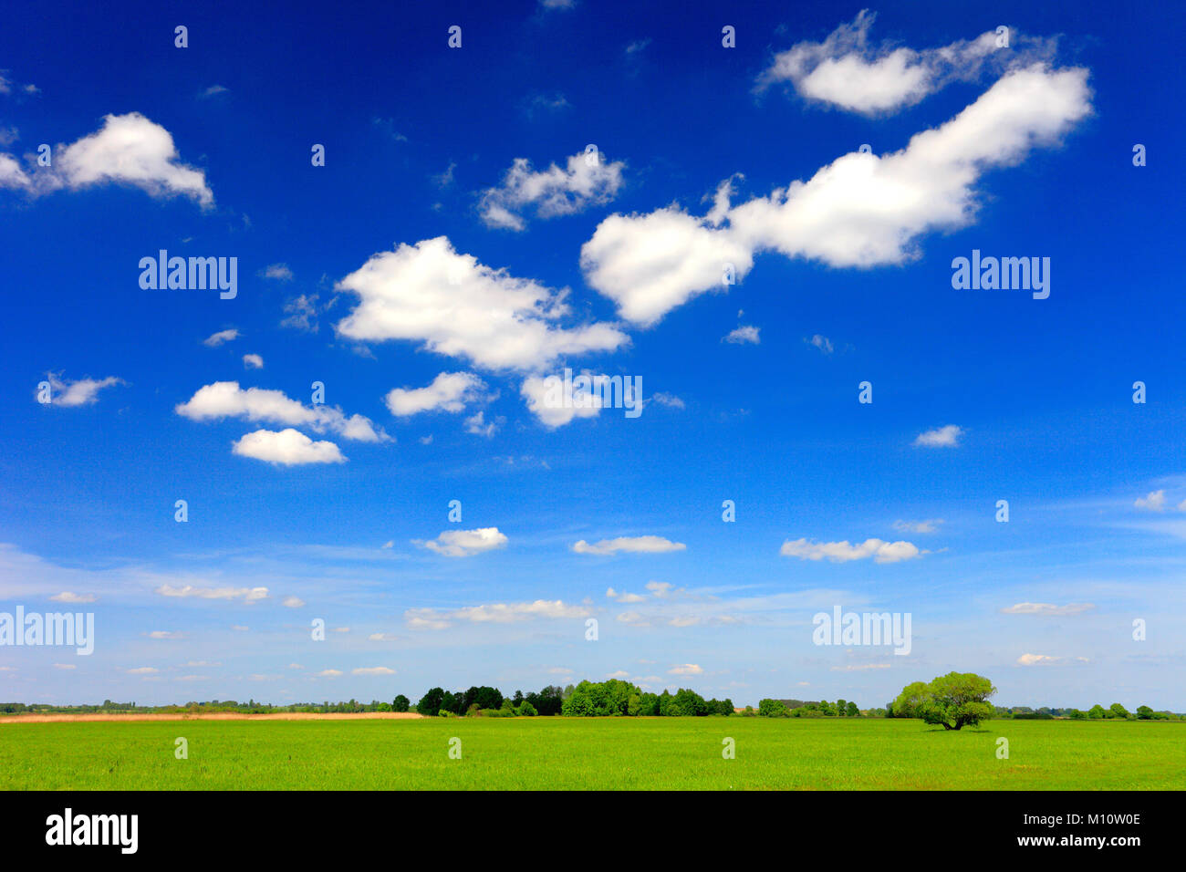 Vista panoramica di zone umide e prati della Biebrzanski Parco nazionale con il fiume Biebrza in Polonia Foto Stock