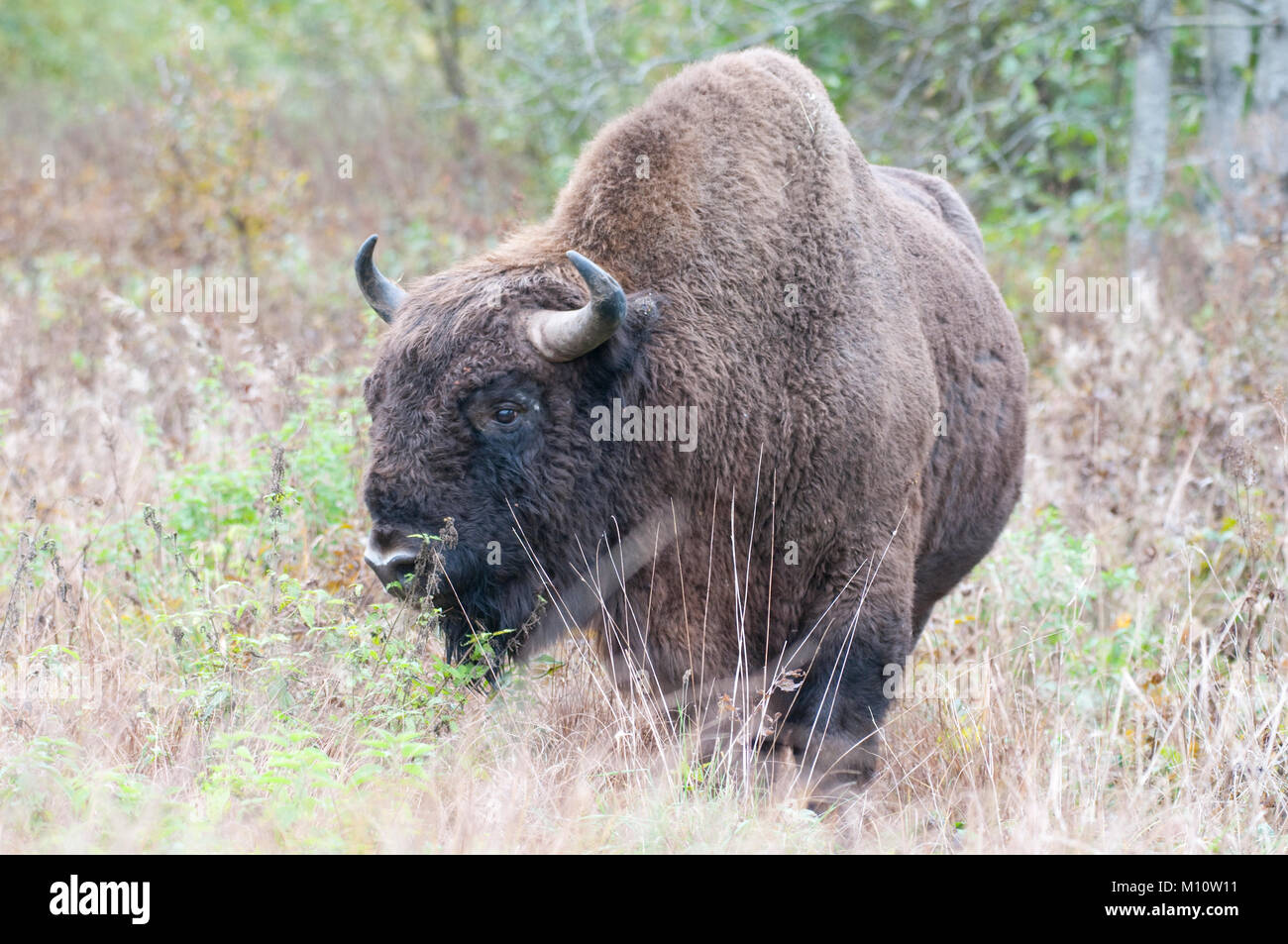 Bull il bisonte europeo (Bison bonasus) il pascolo in un prato a Białowieża foresta, Polonia Foto Stock