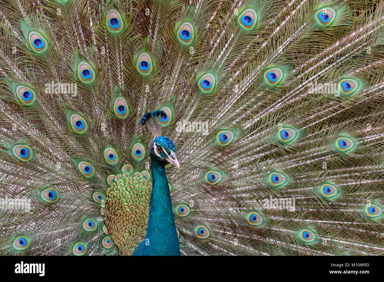 Close up ritratto di un indiano peafowl o peafowl blu (Pavo cristatus) con la sua coda di piume ventaglio dietro di lui. Comunemente noto come un pavone. Foto Stock