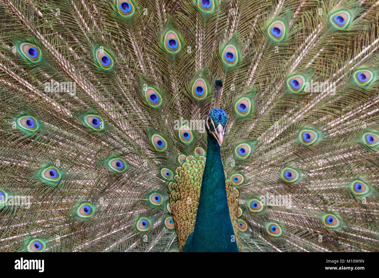 Close up ritratto di un indiano peafowl o peafowl blu (Pavo cristatus) con la sua coda di piume ventaglio dietro di lui. Comunemente noto come un pavone. Foto Stock