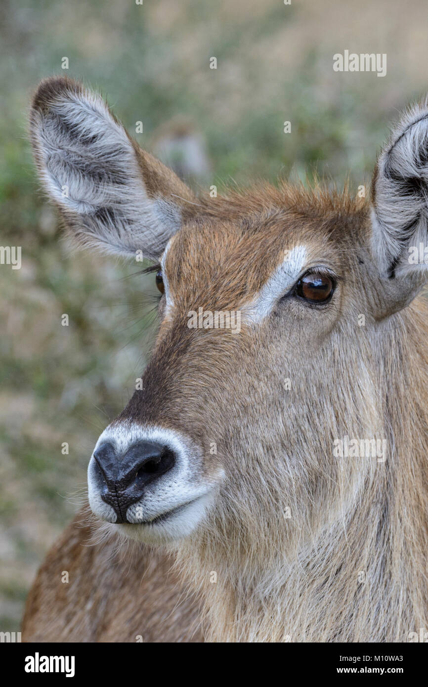 Ritratto ravvicinato di un waterbuck comune (Kobus ellipsiprymnus ellipsiprymnus) in Sudafrica Foto Stock