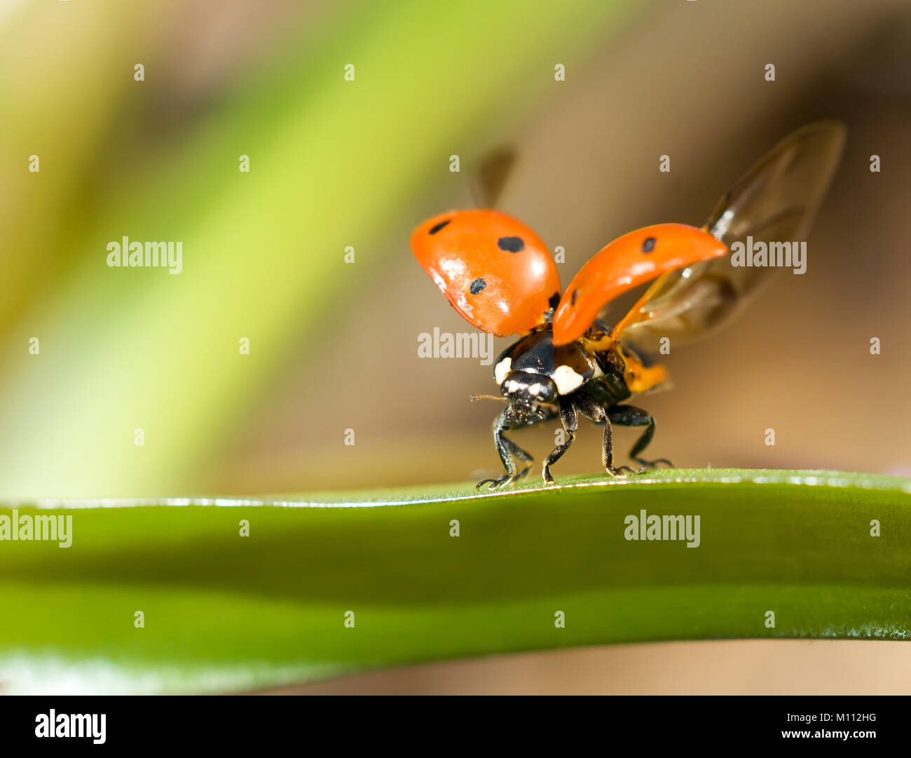 Pronto a volare. Primo piano della coccinella sul prato verde Foto Stock