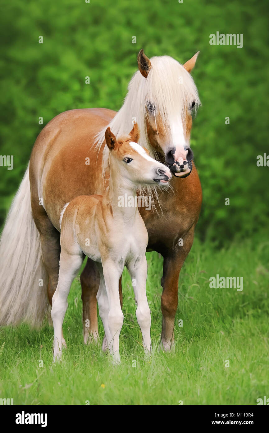 Un grazioso piccolo cavallo Haflinger puledro smooches con sua madre, stando in piedi a fianco a fianco su un pascolo verde, Germania Foto Stock