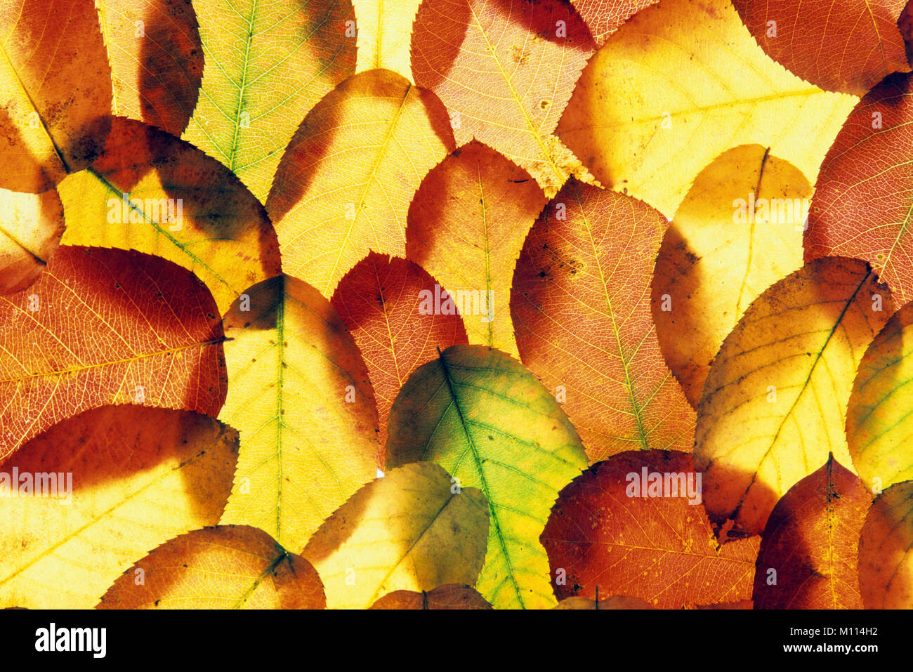 Snowy Mespilus, le foglie in autunno / (Amelanchier lamarckii) | Kupfer-Felsenbirne, Blaetter im Herbst / (Amelanchier lamarckii) Foto Stock
