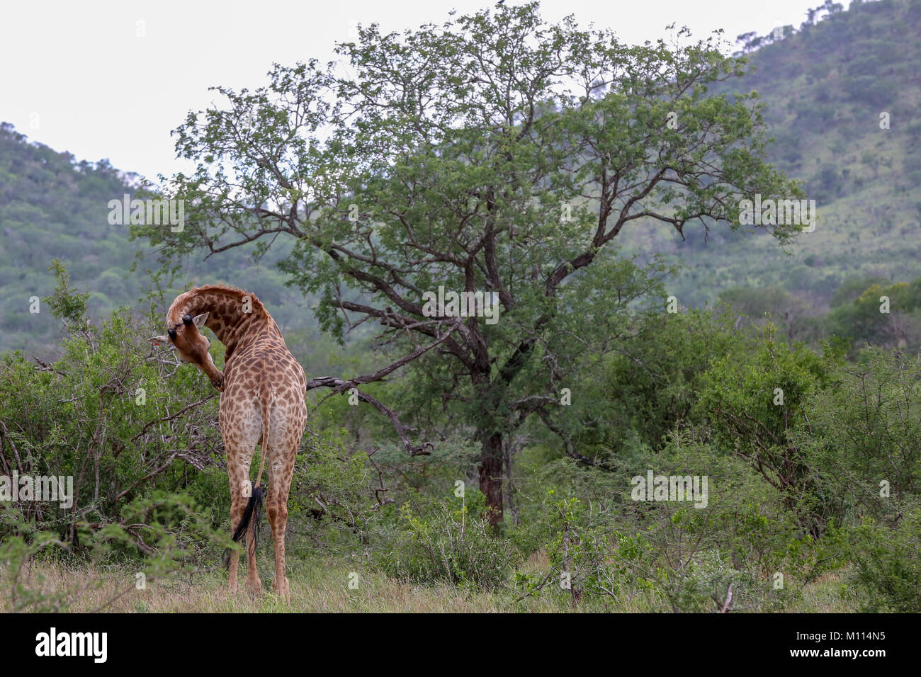 Una giraffa di adulti in piedi accanto ad albero con collo curvo preening sua groppa. Foto Stock