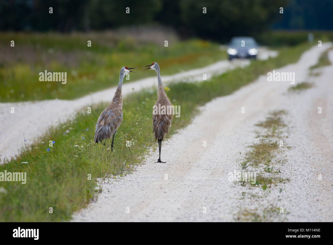 Cosa dobbiamo fare adesso? Sand Hill gru aventi una conversazione su una strada di ghiaia nel Wisconsin Foto Stock