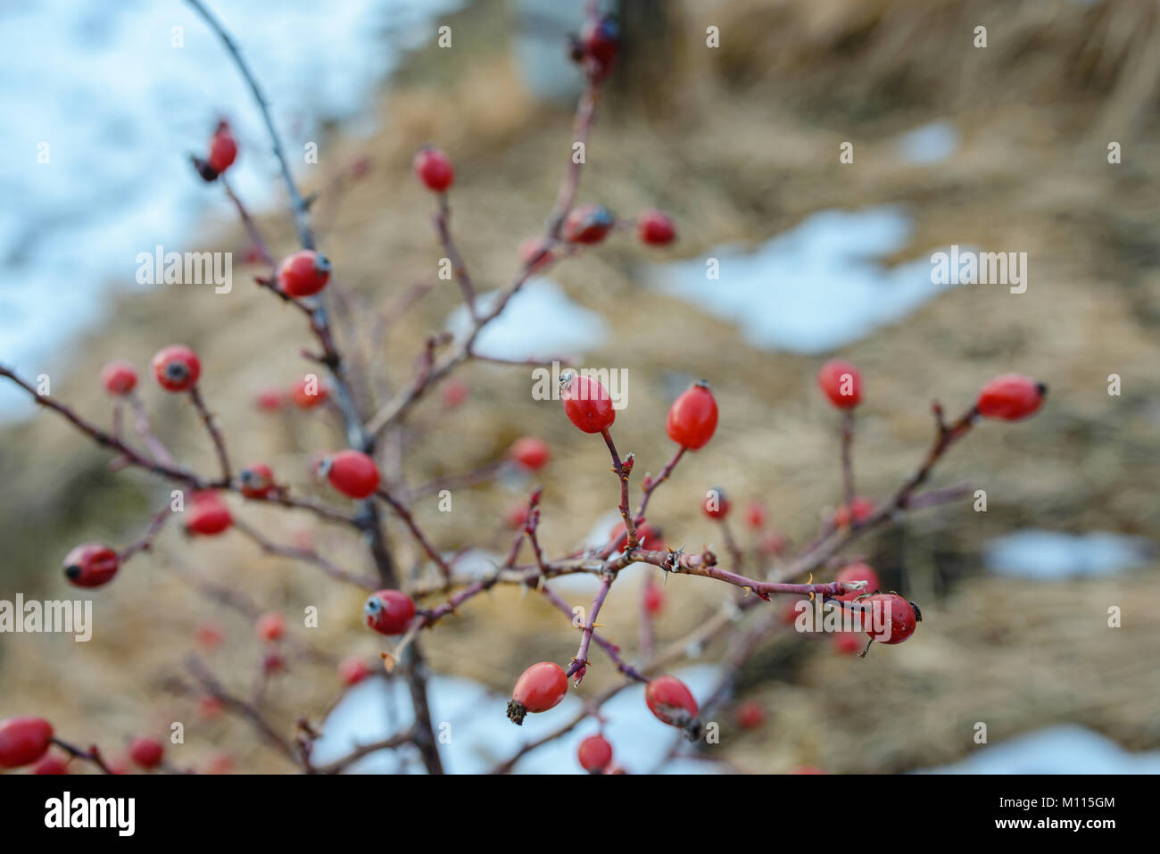 Bush hips su una splendida giornata invernale. Foto Stock
