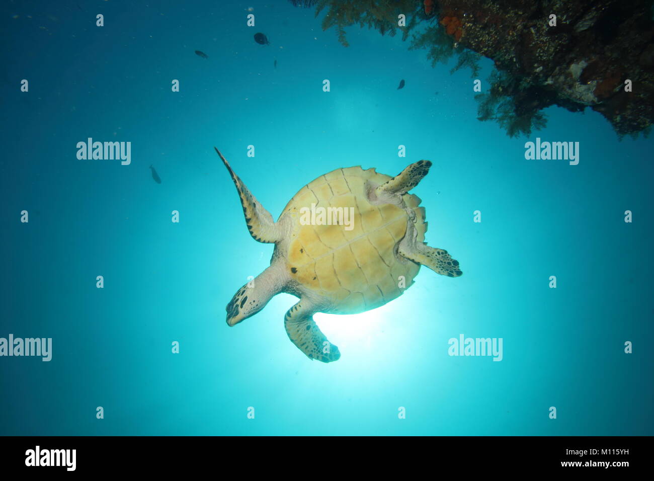 Tartaruga di mare da sotto il blocco fuori il sole subacquea Foto Stock