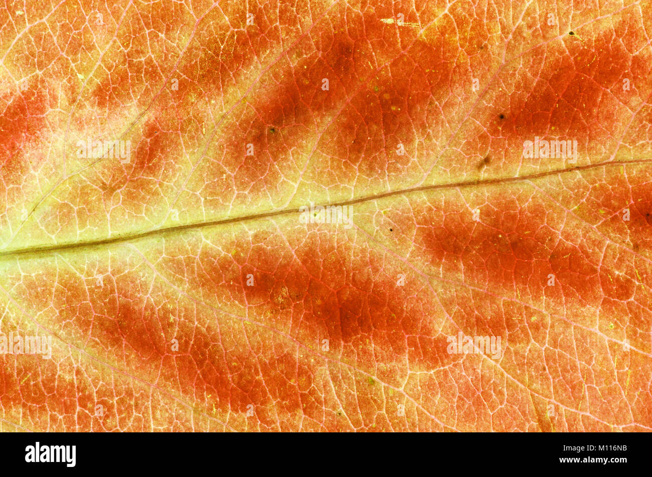 Dettaglio di foglia in autunno, Renania settentrionale-Vestfalia, Germania | Blattdetail im Herbst, Nordrhein-Westfalen, Deutschland Foto Stock