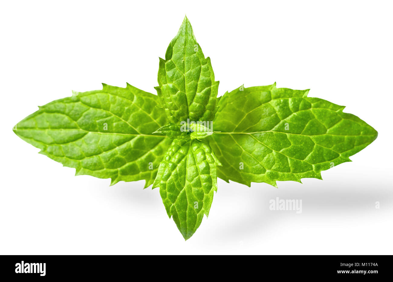 Fresche foglie di menta verde isolato su sfondo bianco Foto Stock