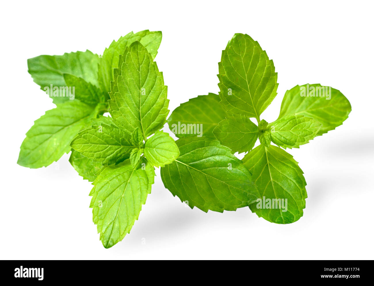 Fresche foglie di menta verde isolato su sfondo bianco Foto Stock