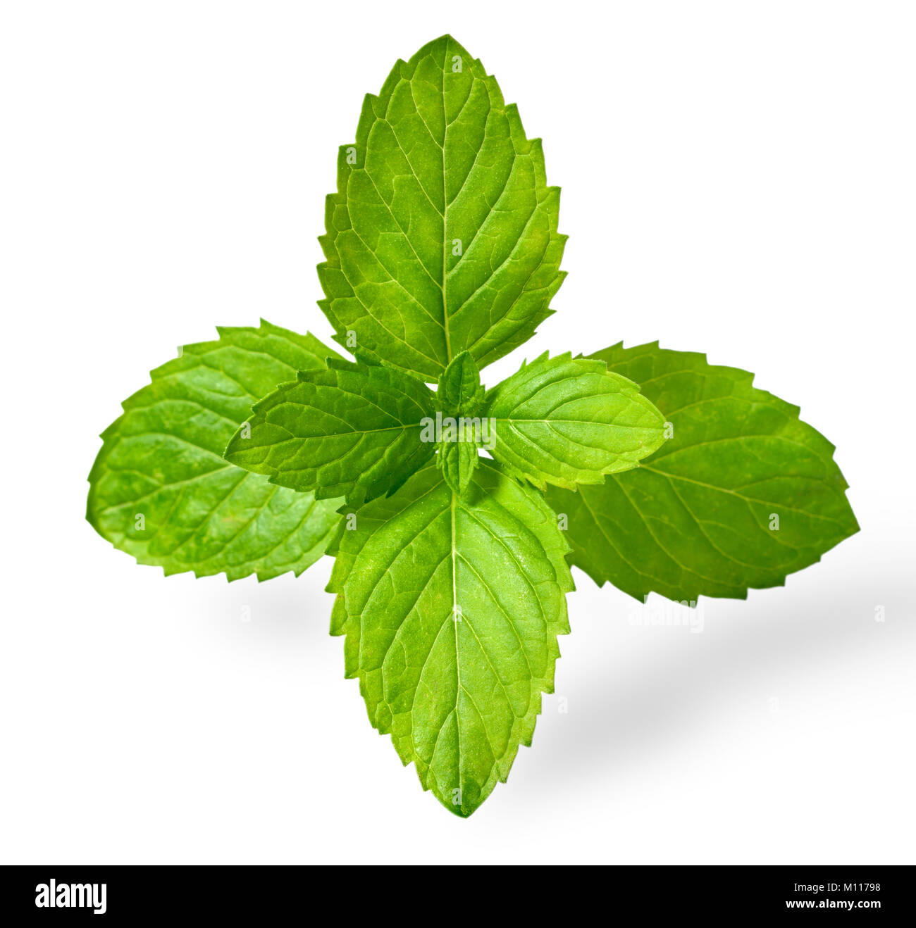 Fresche foglie di menta verde isolato su sfondo bianco Foto Stock