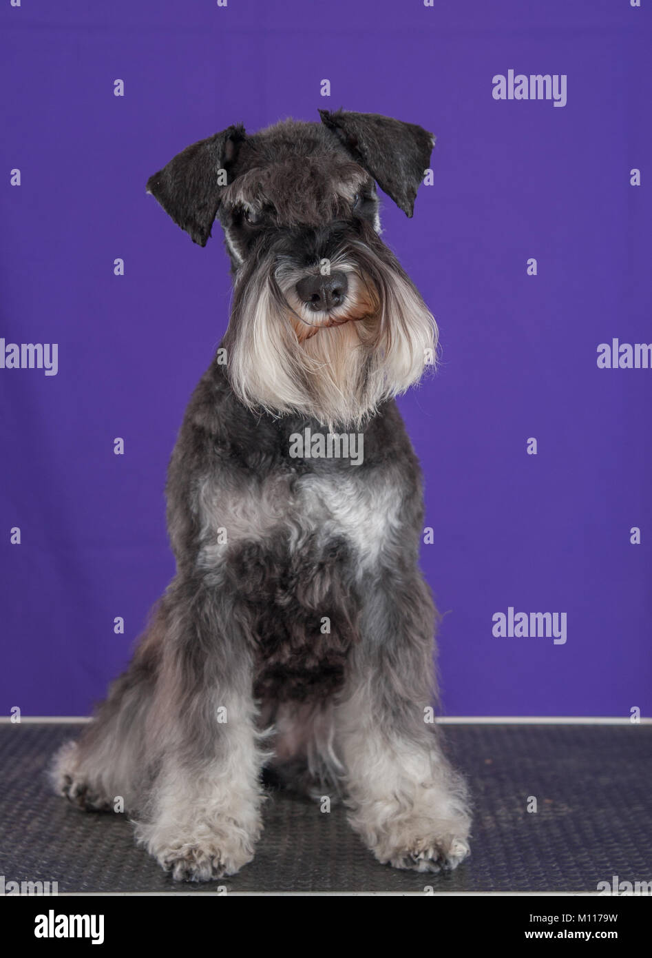 Schnauzer cane ritratto Foto Stock