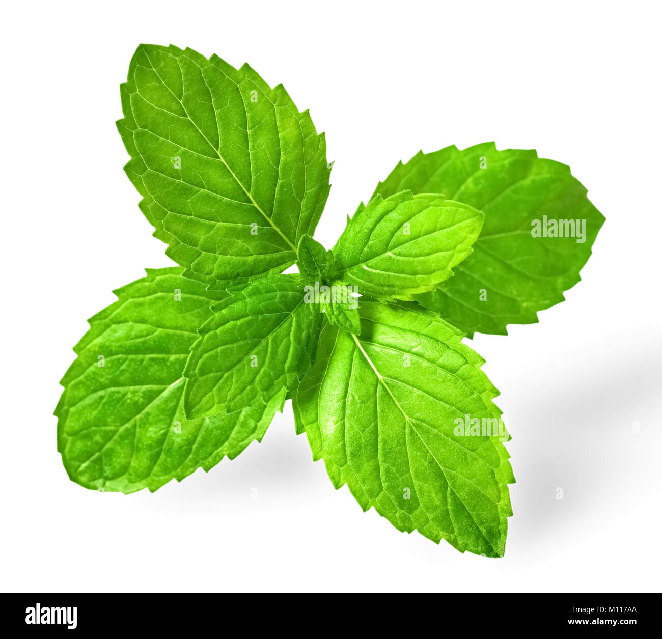 Fresche foglie di menta verde isolato su sfondo bianco Foto Stock