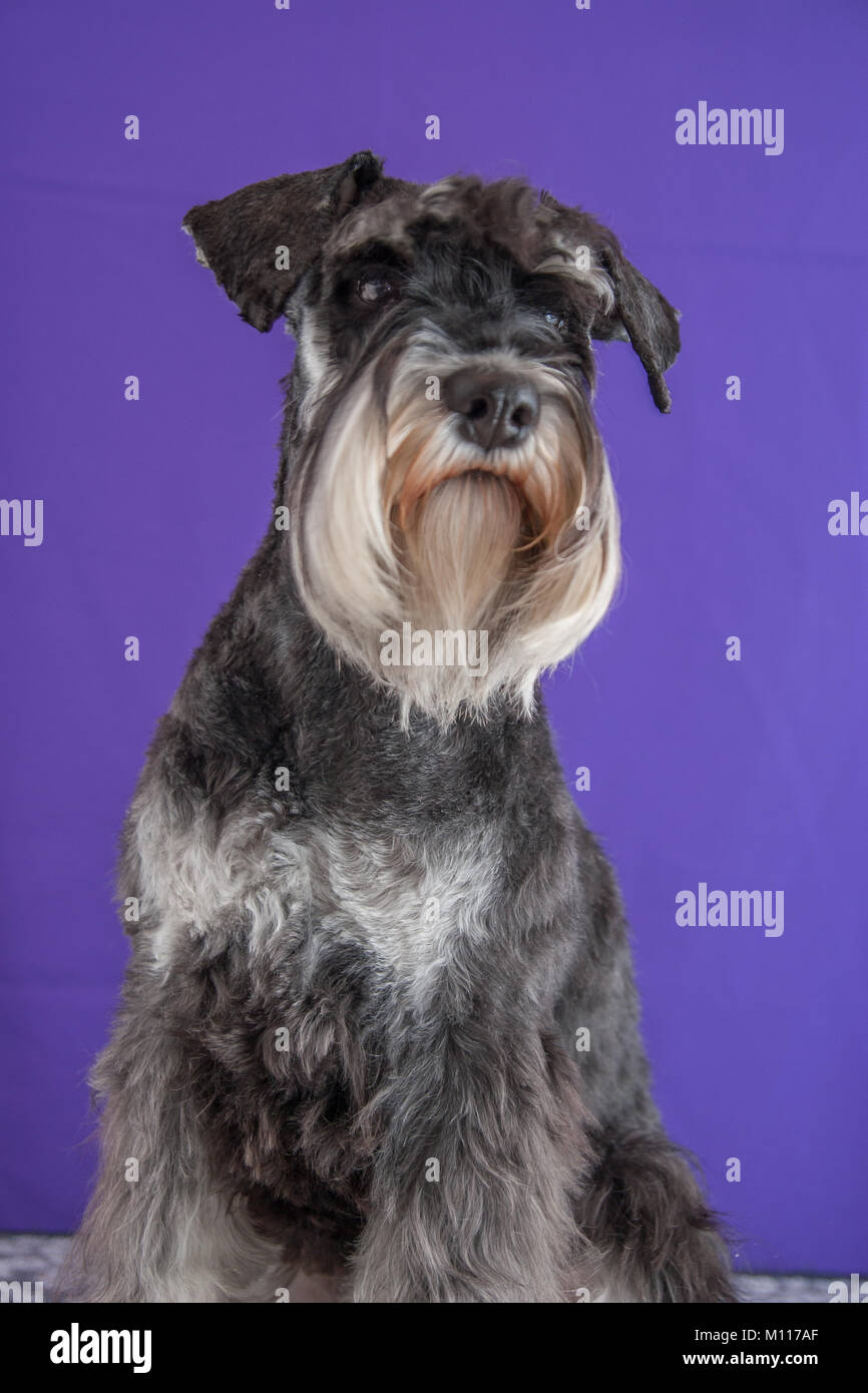 Schnauzer cane ritratto Foto Stock