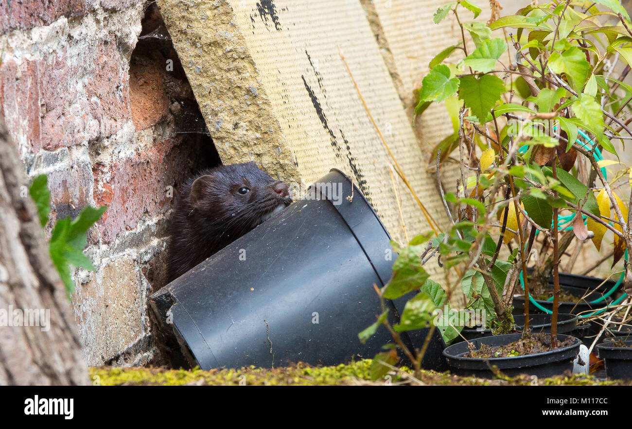 Avviso (visone Neovison vison) isolato nel giardino del Regno Unito, nascondendosi dietro la pianta di plastica piatto. Insolito, rare di animali: possibili escapee dal fur farm. Foto Stock