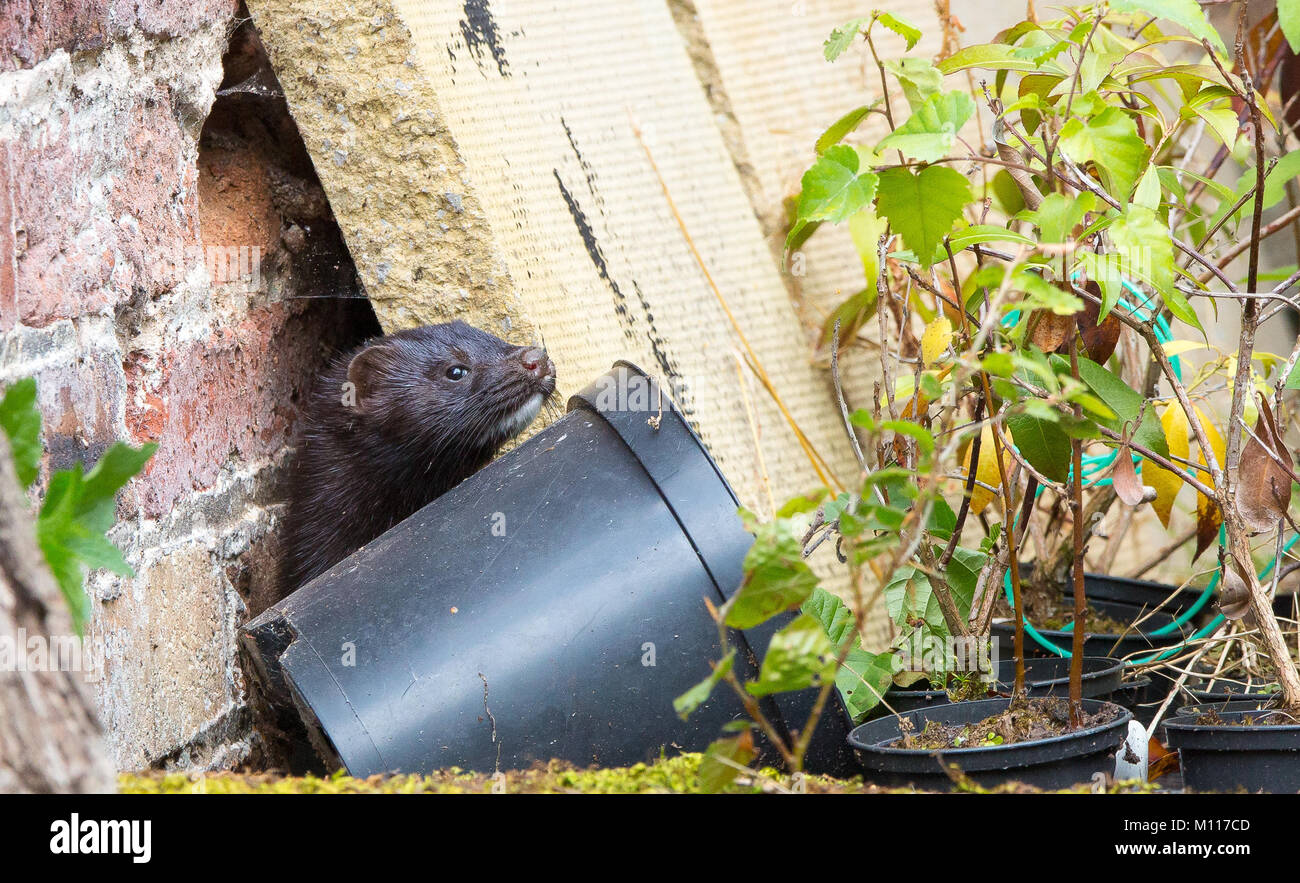Avviso (visone Neovison vison) isolato nel giardino del Regno Unito, nascondendosi dietro la pianta di plastica piatto. Insolito, rare di animali: possibili escapee dal fur farm. Foto Stock