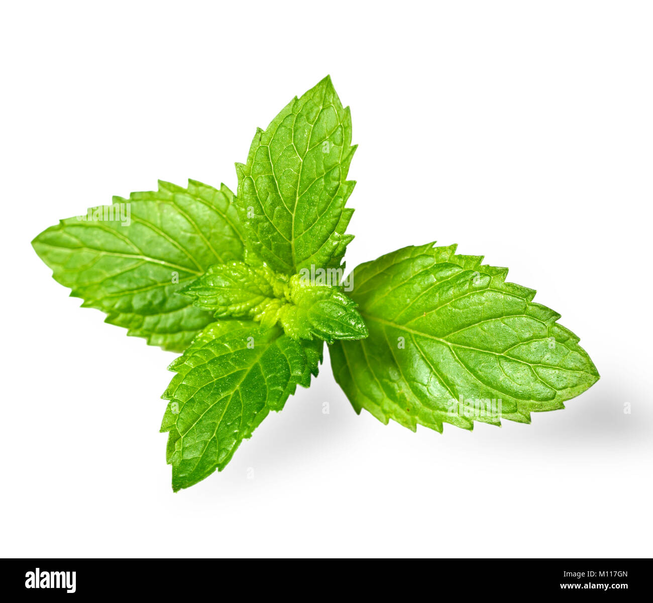Fresche foglie di menta verde isolato su sfondo bianco Foto Stock