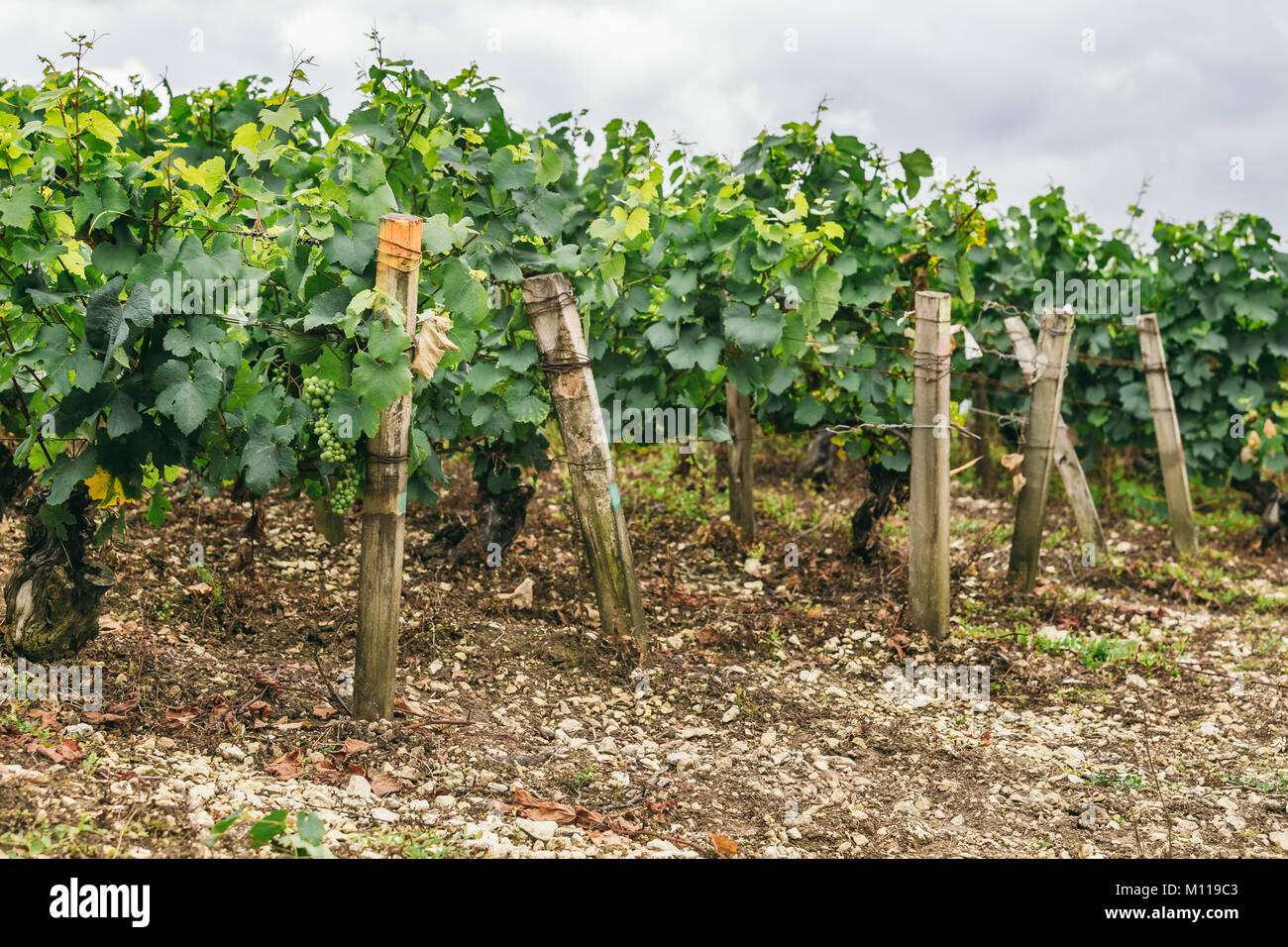 Molti uva crescere in un campo in file ordinate, le uve sono legati, vinificazione in Francia Foto Stock