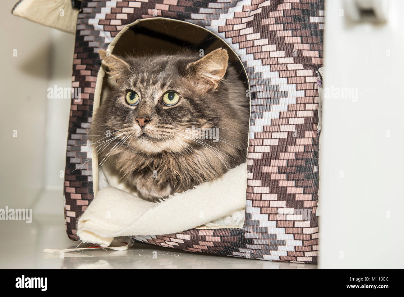 Longhaired tabby cat nel suo letto Foto Stock
