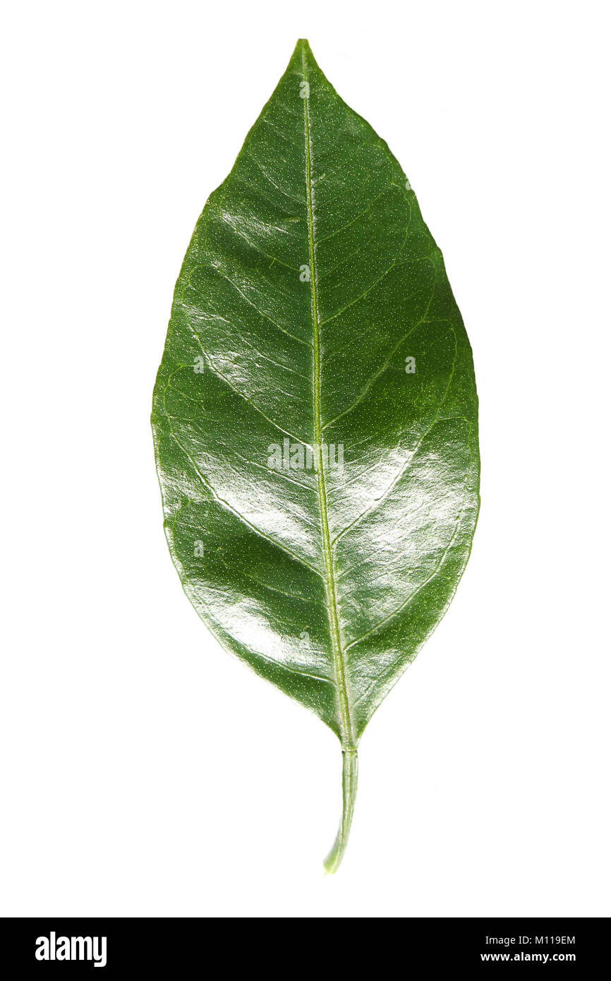 Questo verde foglia di mandarino strappato nel giardino in Georgia Foto Stock