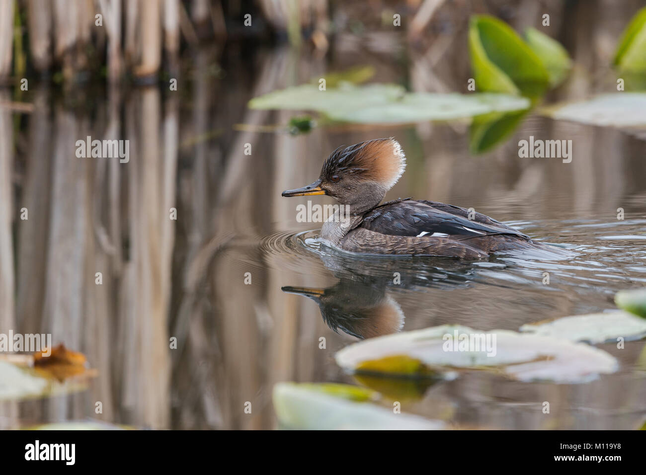 Con cappuccio maschio merganser nuoto con ninfee in acqua vicino al lago di Whatcom, Bellingham, Washington. Foto Stock