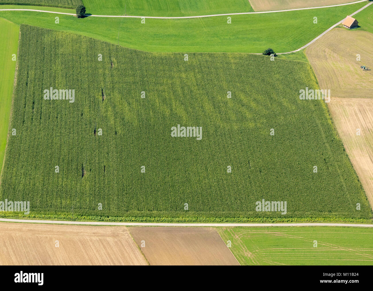 Vista aerea del campo nei pressi di Dettenschwang, Dießen am Ammersee, Baviera, Germania Foto Stock