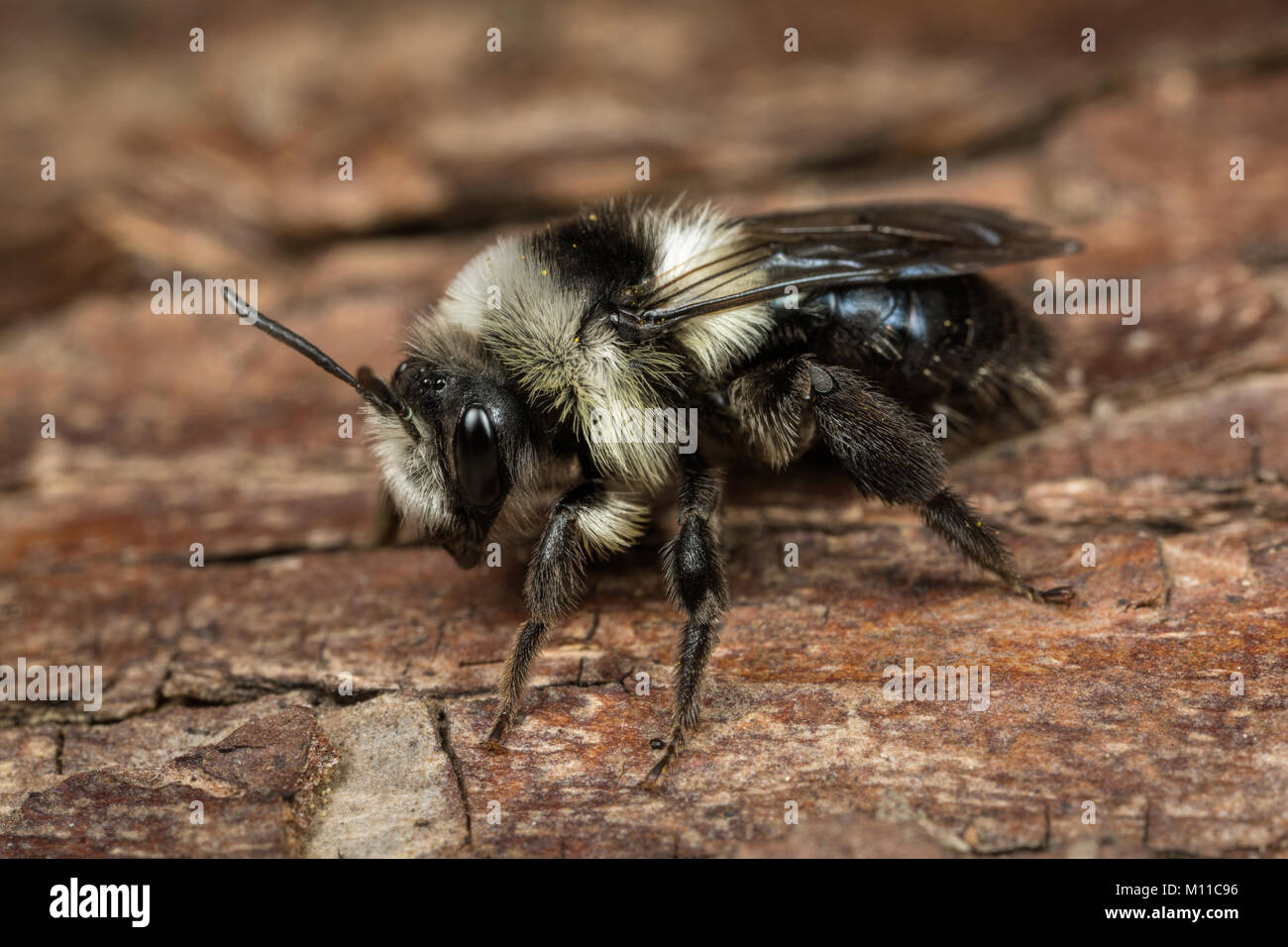 Una femmina Ashy Mining-bee - Andrena cineraria - su un pezzo di corteccia. Foto Stock
