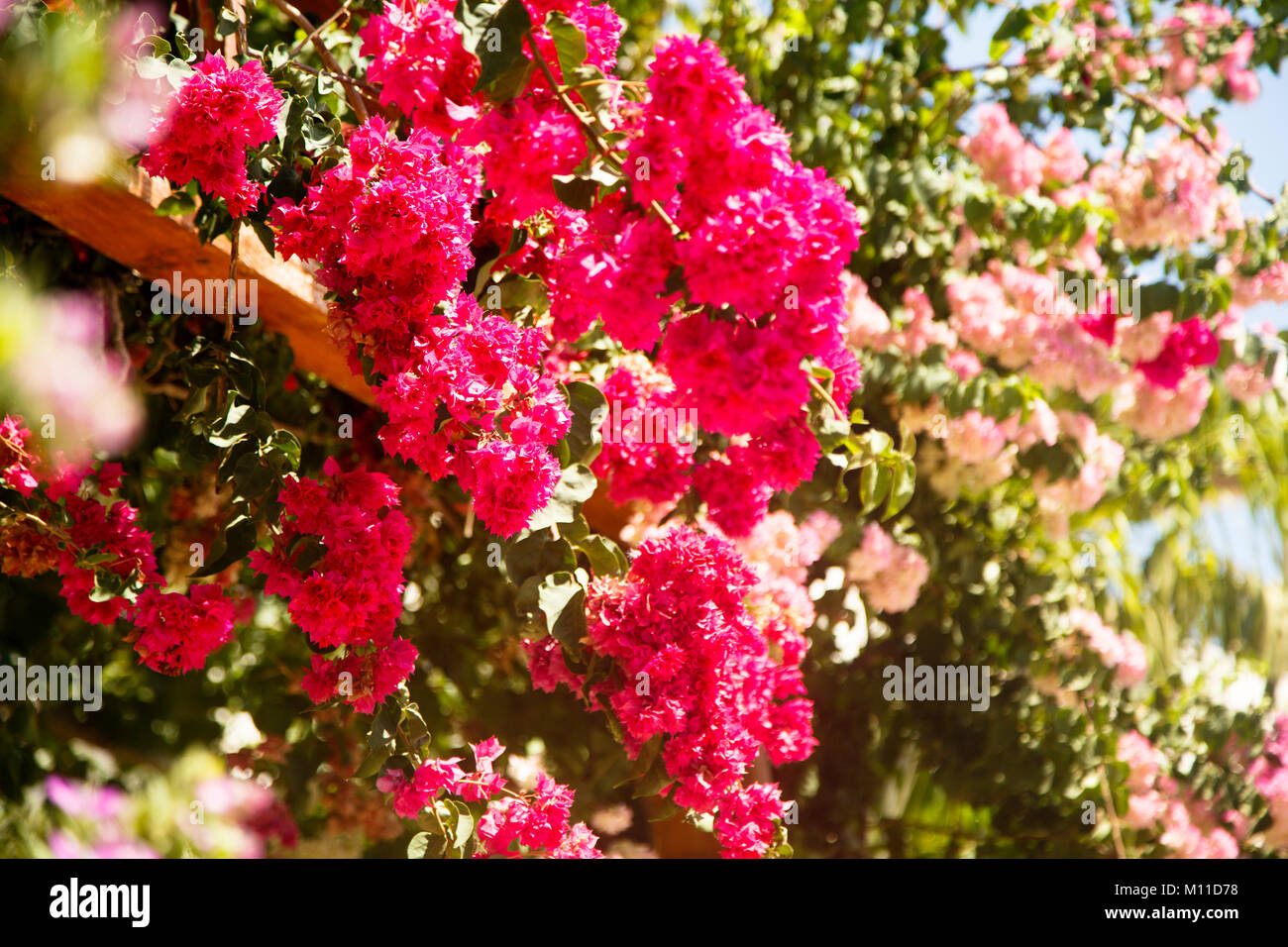 Fioritura di rododendro all'aperto Foto Stock