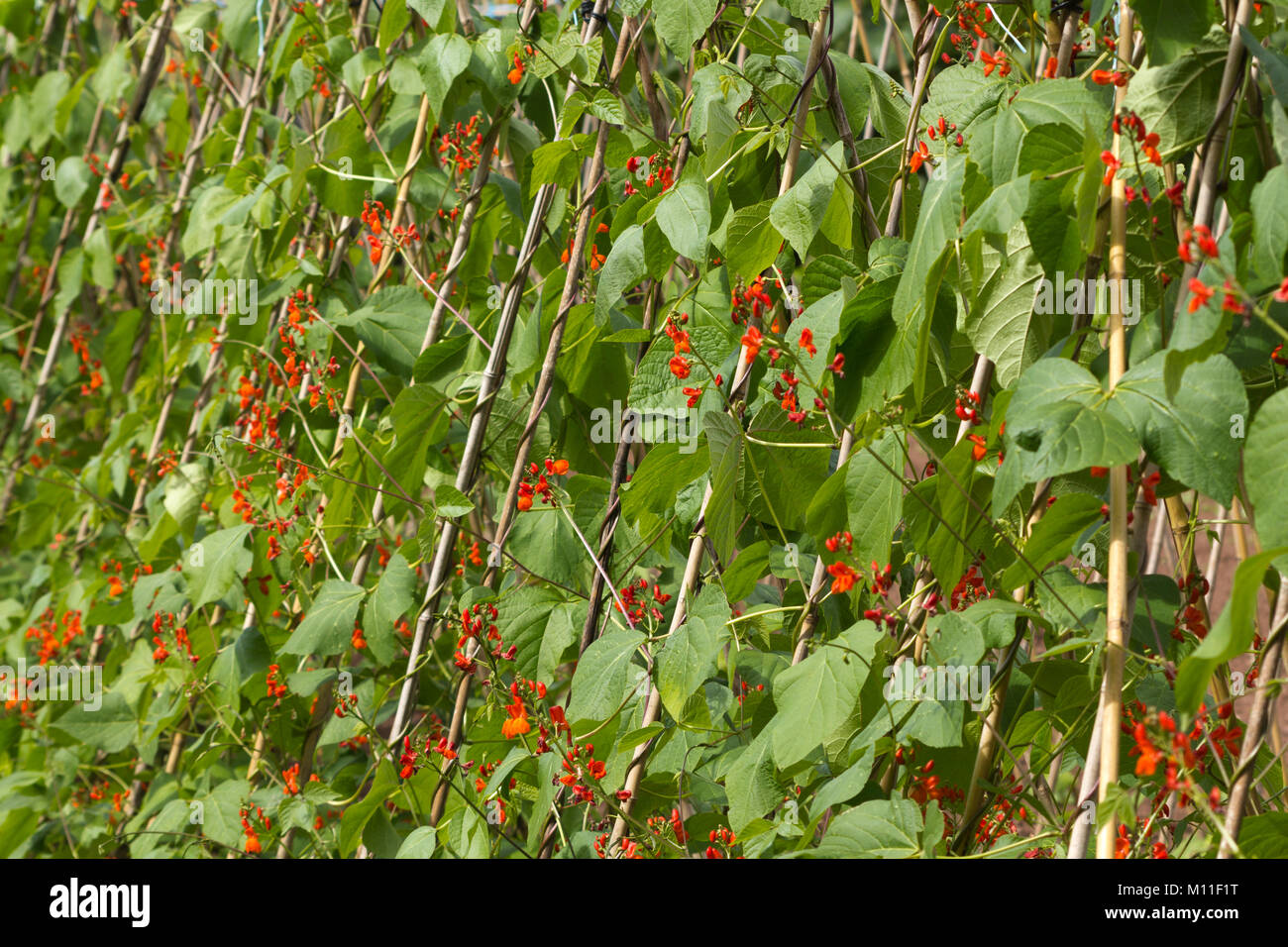 Una lunga fila di runner bean di piante in fiore. Profondità di campo. Foto Stock