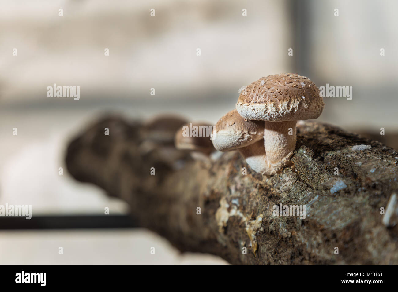 Shitake, Giapponese, funghi coltivati sul ramo di tagliare il legno in materia di controllo ambientale camera da contadino Giapponese, Camera per testo o spazio di copia Foto Stock