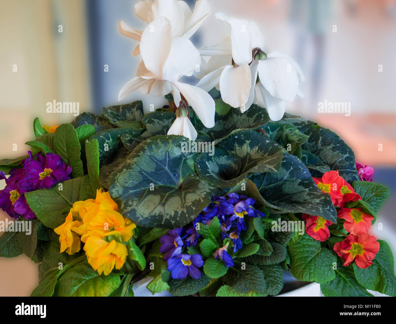 Potted fioritura di primule e ciclamino per l arrivo della stagione primavera Foto Stock