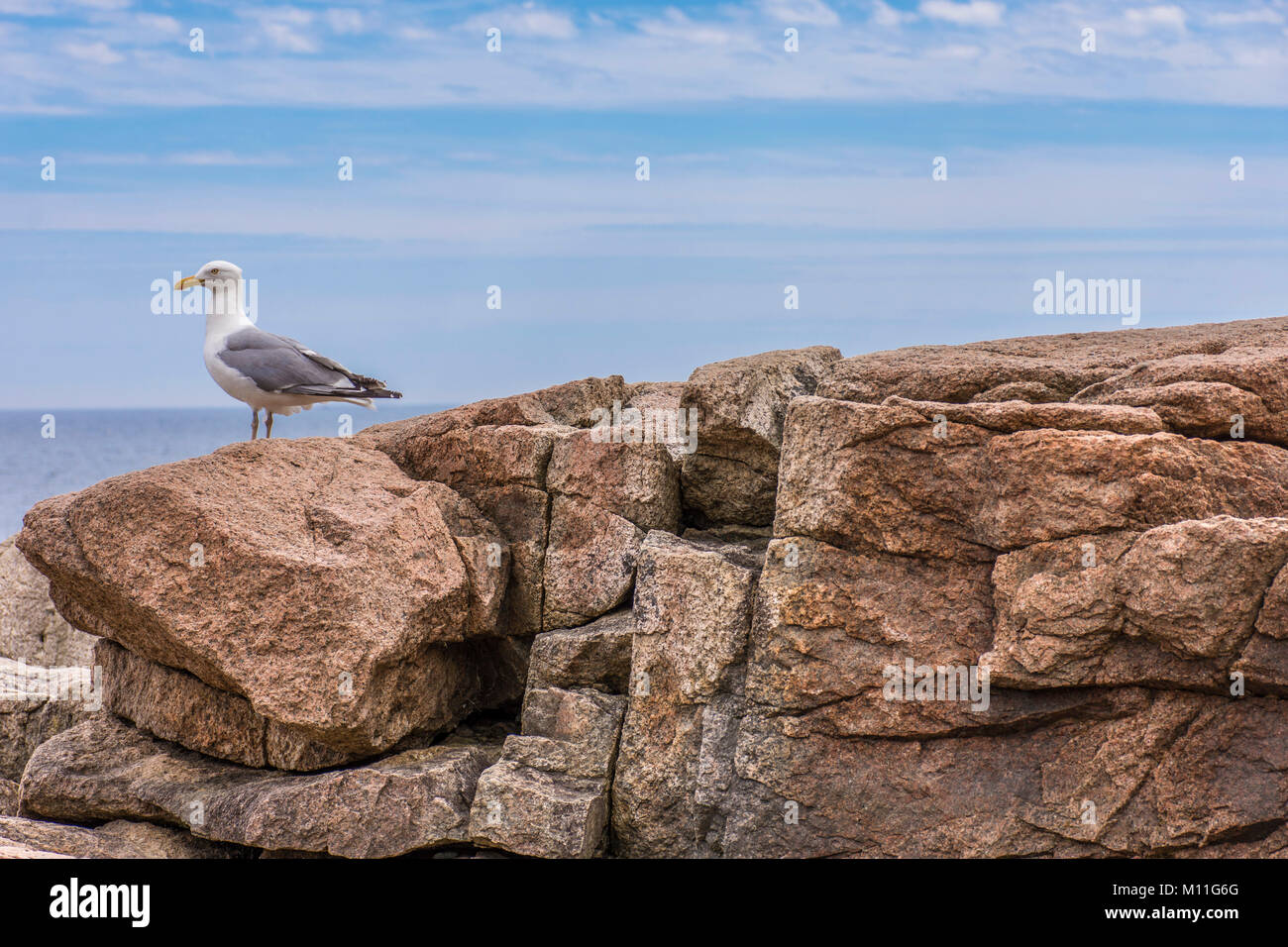 Un gabbiano appollaiato su una cengia rocciosa nel Parco Nazionale di Acadia, Maine, Stati Uniti con vista oceano e cielo visibili Foto Stock